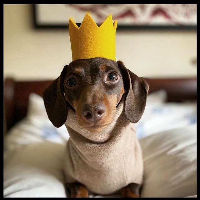 Aurora_Pets's tweet photo. When your a little sausage style icon @daphne_minisausage #absolutequeen https://t.co/qXlOoCEFsq https://t.co/J1KYh53ga4