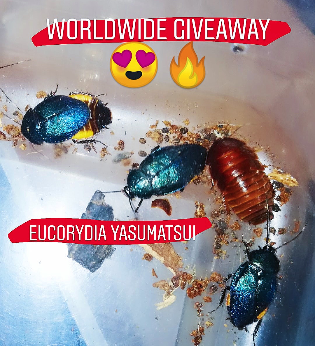 InvertebratesOf's tweet photo. Worldwide giveaway ❤️🔥😍

https://t.co/0mSA2hFgVy https://t.co/MnggM2R7IK