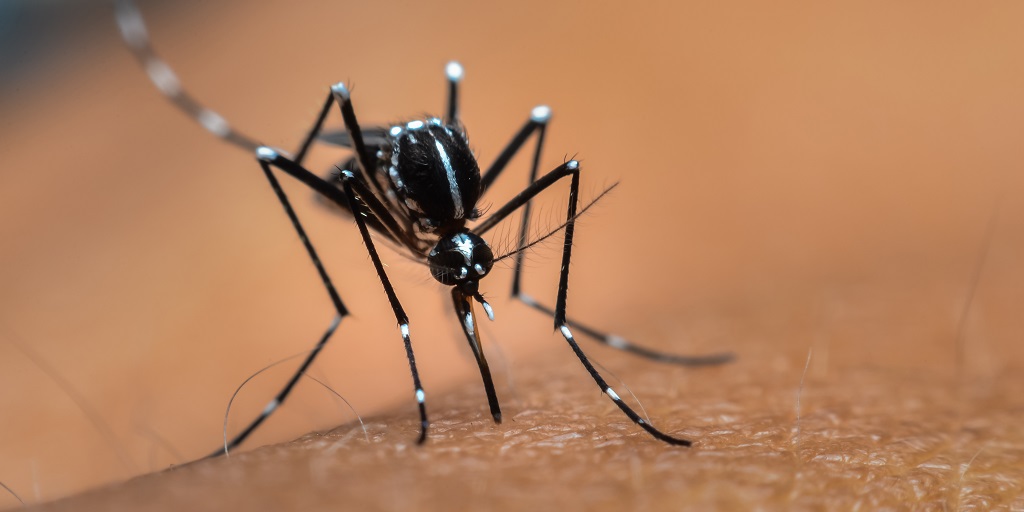 ACPIMPhysicians's tweet photo. #Dengue https://t.co/M3uNlTBd0K has been updated on @DynaMed_EBSCO w/ ACP input.

In collaboration w/ @EBSCO_Health, ACP members have 🆓 access to #DynaMed https://t.co/q2IOxwCnPl, an evidence-based clinical decision support tool, through 7/31/20. https://t.co/uYXc7i9NAZ