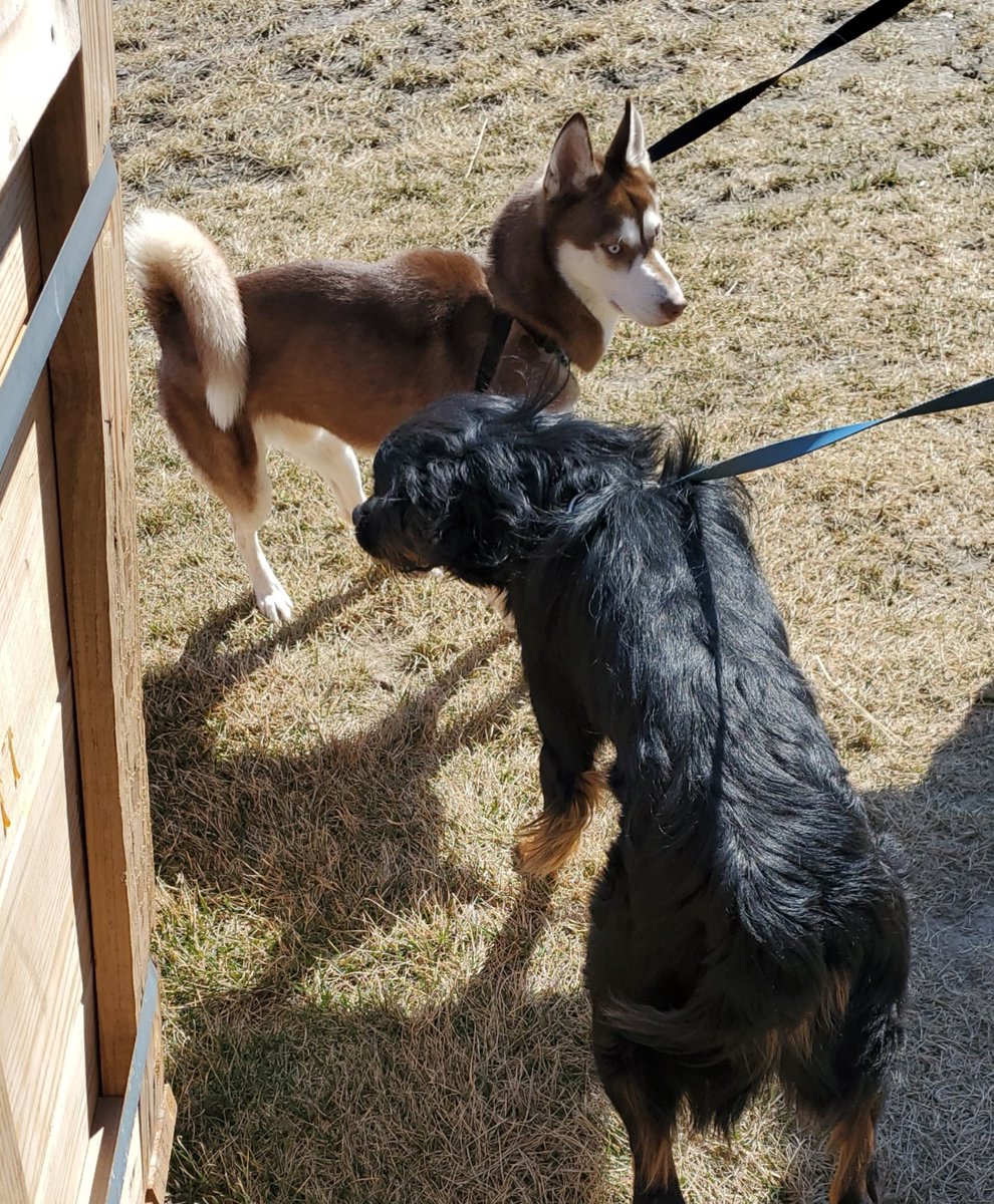 Thanks to <a href="/NEHumaneSociety/">Nebraska Humane Society</a>  for bringing some available furry friends by <a href="/HDR_Inc/">HDR</a> in Aksarben Village today! Everyday should be dog day at work! 🐶 #RescueDogs