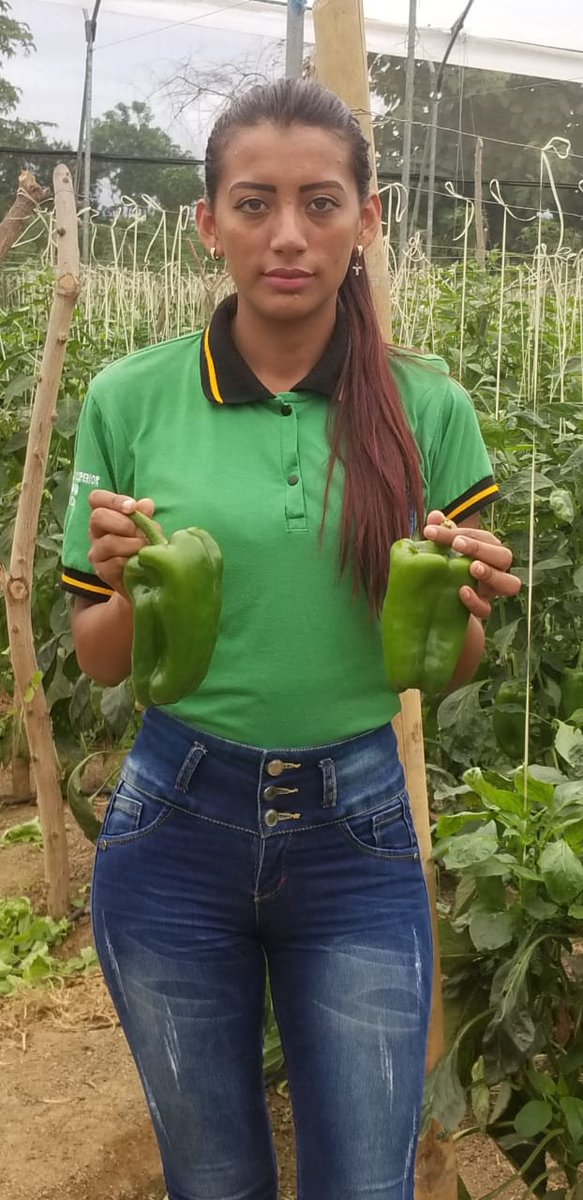 ISTPEM1's tweet photo. Como práctica de la asignatura de cadena productiva, los estudiantes de V nivel de tecnología superior en Producción Agropecuaria aprenden sobre la producción de pimiento y algodón en la unidad experimental de la Facultad de Agronomía de la @UTMManabi https://t.co/llLhm7UDwM
