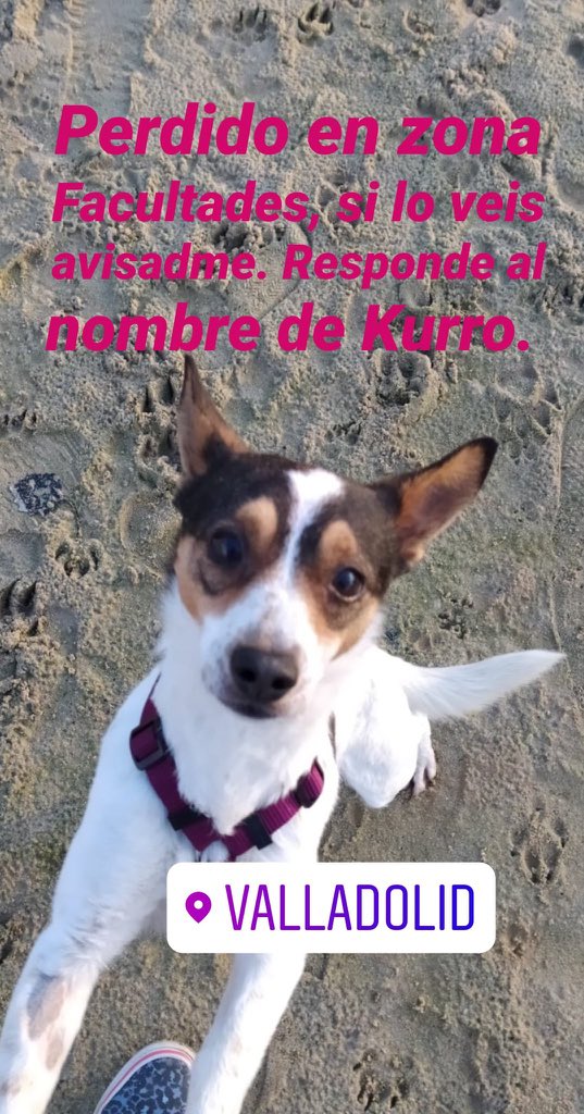 INFORMER_uva_or's tweet photo. Por favor se me ha perdido el perro por derecho filosofia https://t.co/MxEQ4DhN34