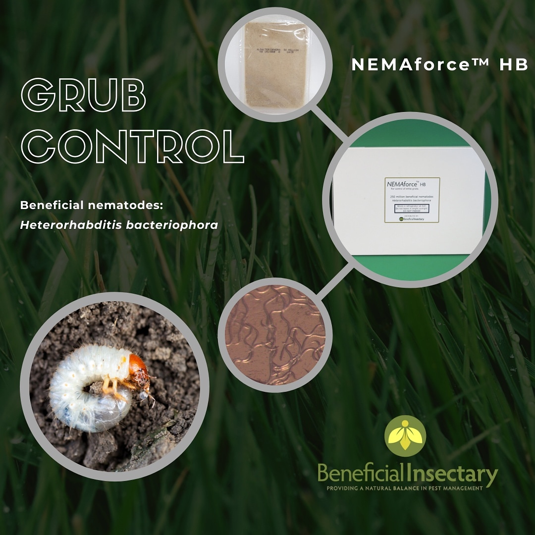 With spring around the corner, it is a great time to start thinking about grub control. In order for optimal impact we suggest releasing nematodes in spring and fall. However, remember that soil temperature should be above 60°F.
#grub #grubcontrol #lawn #lawncare #lawnmaintenance