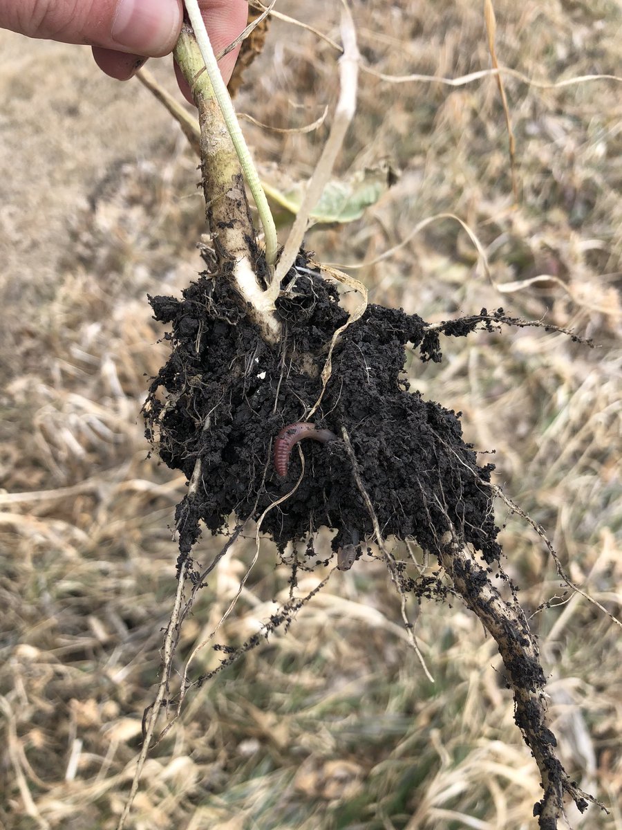Continuum_Ag's tweet photo. So check this out. Our fields are all frozen at about 2” deep. This is in the diverse #CoverCrop trial... no frost and the shovel full I pulled up had about 10 worms in it! Those suckers are hungry! This is a brassica root. #Neat #SoilHealth https://t.co/UyWO9ITPpT
