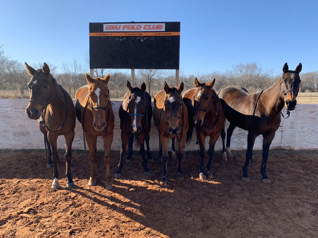 Congratulations to all of our OSU polo ponies for winning Best Playing String for both the men AND women’s teams at the preliminary tournament!! We are so proud of all of their hard work and talent. The sport wouldn’t be possible without our wonderful ponies! Go pokes!!!🐴🧡