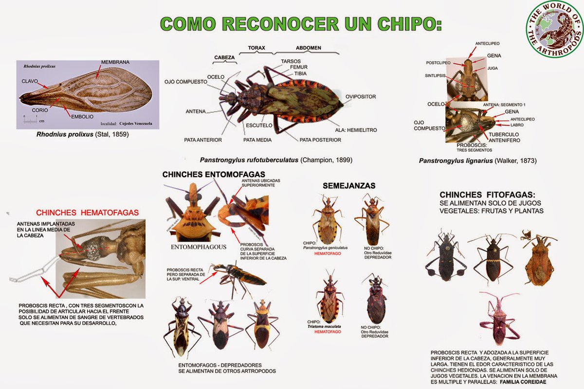 carloseduardohp's tweet photo. Mediante la siguiente infografía de #TheWorldofArthropods podemos apreciar las características morfológicas que nos ayudan a identificar a un "chipo" (triatomino) y diferenciarlo de otro insecto. Recuerda que si consigues uno de estos comunicarte con la @incubadorave. https://t.co/qadUICW9EP