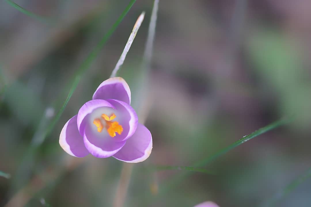 OnsBiank's tweet photo. M A A R T 🌸
D o e t  m e  v e r l a n g e n  
n a a r  w a t  k o m e n  g a a t.
••••••••••••••••••••••••••••••••••••••••••••••••••••••••••••
@CameraNU_nl @ZOOMnl https://t.co/EFc0bxl36u