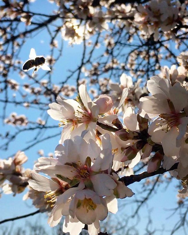 🌸🐝spring is coming...
.
#neusiedlersee #seekinder #springiscoming ift.tt/32Niqu2