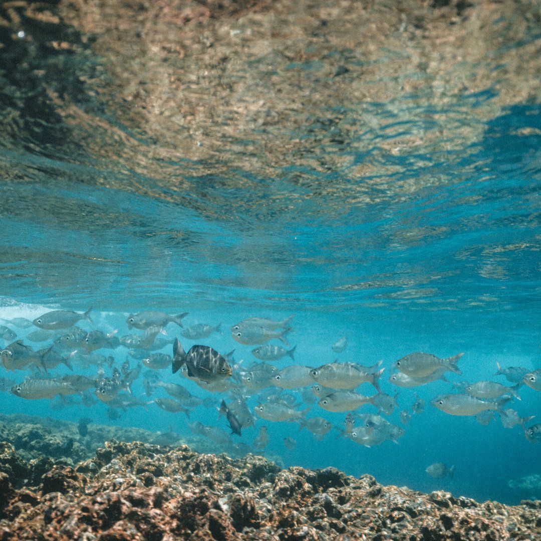 OceanProtectAu's tweet photo. Half of all manufactured plastics have been made in the past 15 years. Let's keep those plastics out of the oceans to help future generations to have clean beaches like this one. 
.
.
.
.
#OceanProtect #PlasticPollution #StopOceanPollution #Plastic https://t.co/c1xTIcLSOU