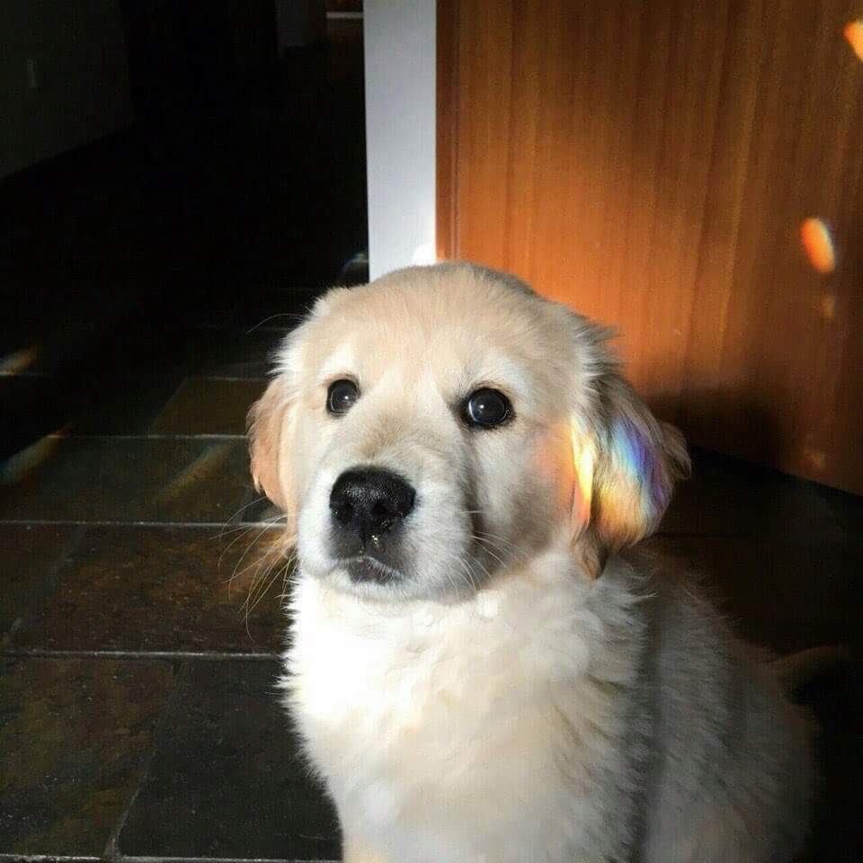 HydabM's tweet photo. Dogs are better than humans. 🐶❤ https://t.co/vx8XEoNwDN