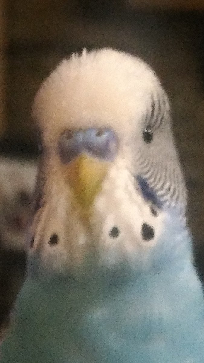 R3Vamp's tweet photo. 私のインコ.....
スカイ   
/(✨ω ✨)/
#インコ #可愛い https://t.co/A0Dmhy0ib9