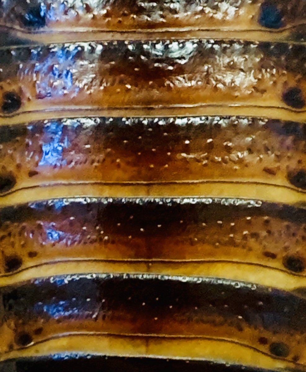 Behind the Science (@sciencemhk) on Twitter photo Today’s #microscopicmonday isn’t exactly microscopic, but it is zoomed in. Any guesses on who this week’s animal is? <a href="/sunsetzoo/">Sunset Zoo</a> <a href="/KS_SCI/">K-SCI</a> Today’s #microscopicmonday isn’t exactly microscopic, but it is zoomed in. Any guesses on who this week’s animal is? <a href="/sunsetzoo/">Sunset Zoo</a> <a href="/KS_SCI/">K-SCI</a>