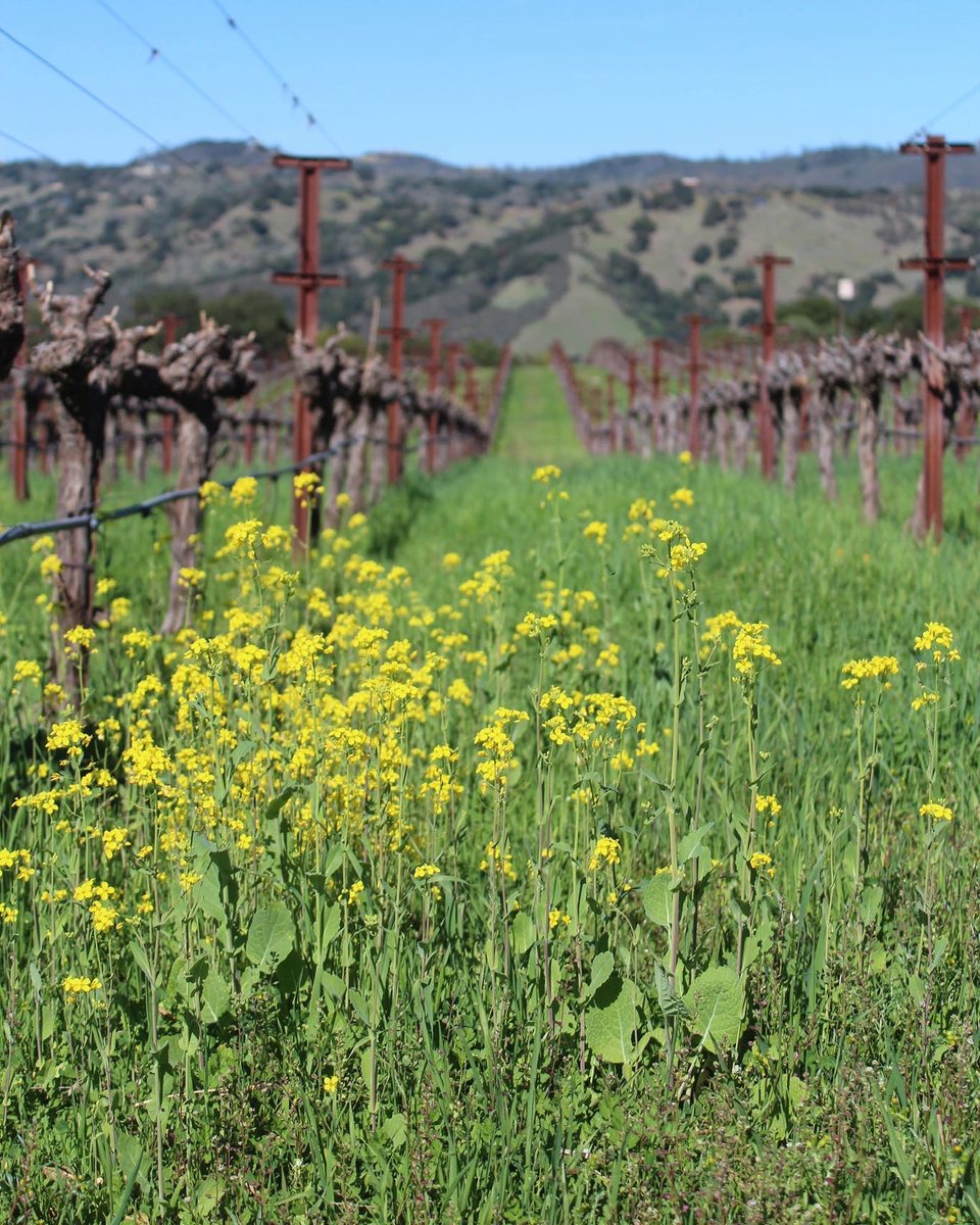 It’s officially #mustardseason in #NapaValley! ⁣
These colorful flowers fill the gaps between our grapevines, acting as a natural cover crop and making it one of the most photogenic times of the year!⁣