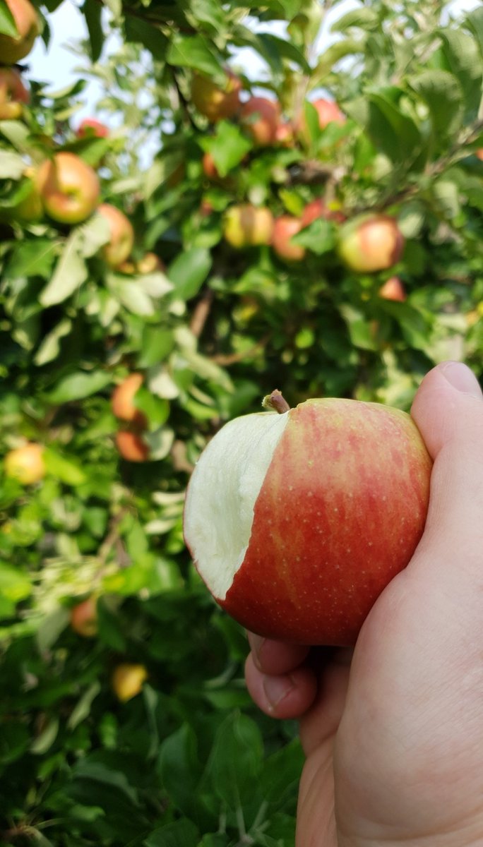 benj_thi's tweet photo. #NeMordsPasLaMainQuiTeNourrit
#FrAgTw @agriloving #alimentation #metierpassion #Pompote @Agridemain @FNPFruits @fnpppt @PassionCereales @FopProducteurs @Avril https://t.co/IAQxQATtwr