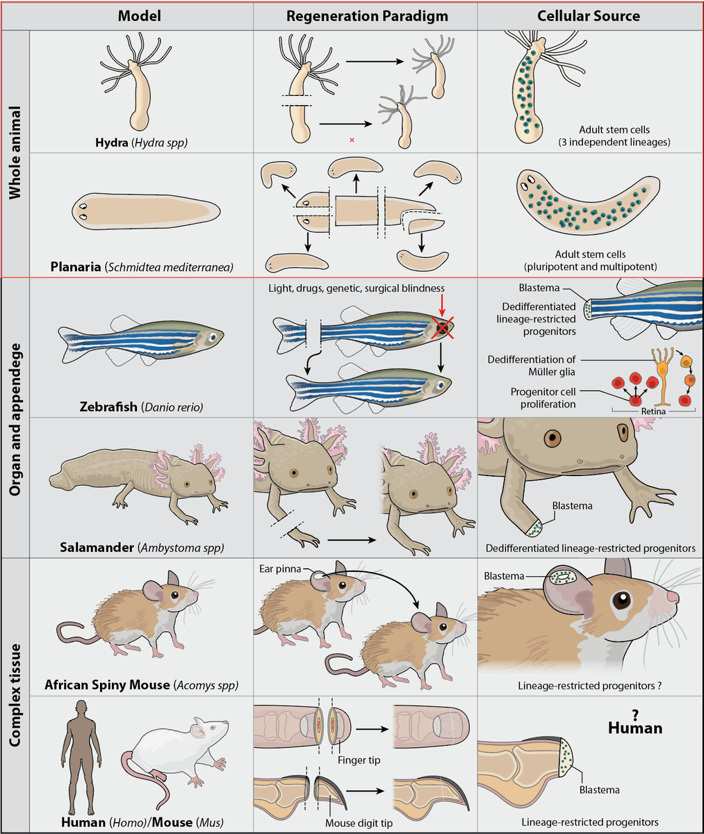 Planaria1's tweet photo. In need of an update on the regulation of genomic output and (Pluri)potency in Regeneration?

Take a look @BethMDuncan's review for @AnnualReviews 

https://t.co/W3dG9VaZgy @ScienceStowers @universityofky https://t.co/x5Qk23uaBw