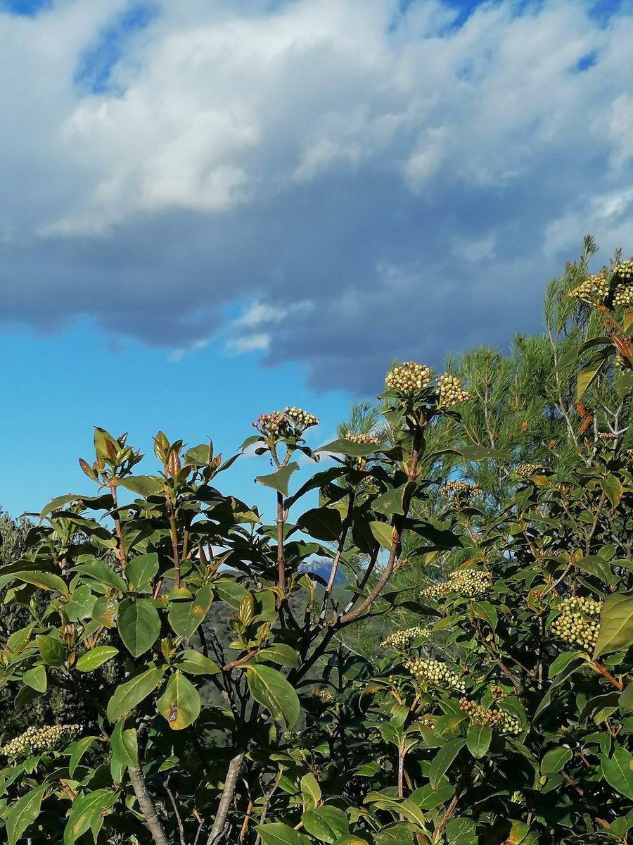 MariaTecEsqui's tweet photo. A los que conocen Cataluña, aún sin haber estado. ¿Sabríais decirme, que montaña se ve al fondo?

#catalunya #mountain #Green #bluesky #FelizDomingo #juguem #jugamos #photograghy #enalgúnlugar https://t.co/foAjXCRXyN
