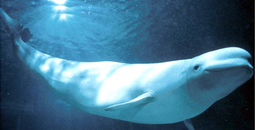 ODCanarias's tweet photo. Las crías permanecen junto a la madre hasta que alcancen la madurez sexual, a los 6 años aproximadamente, por lo que es bastante común ver a una hembra con dos crías.
#beluga #buceo #mediomarimo #vidamarina
Foto de Internet. https://t.co/qEZB4MILqI