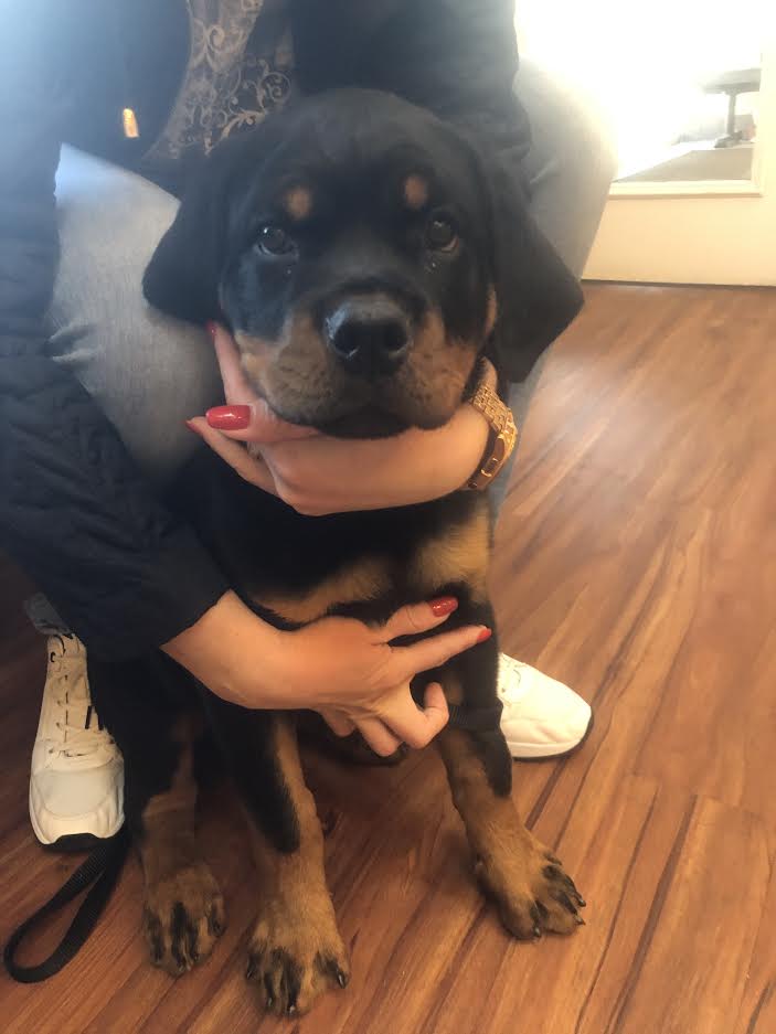 WorldofAnimal1's tweet photo. ❤🐾Baby Athos🐾❤
#huntingdonvalley #vetrinary #puppiesoftwitter #dogsoftwitter #pets
https://t.co/R51cQ6lsit https://t.co/Daj5igAlqE
