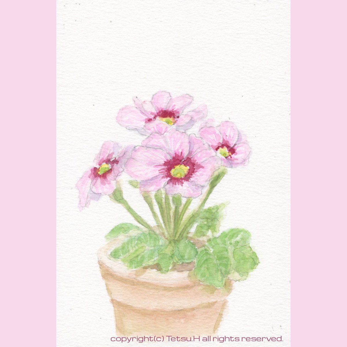 edsoleil2's tweet photo. 「プリムラジュリアン6」2020年作 #植物画 #透明水彩 #スケッチ #プリムラジュリアン #プリムラポリアンサ #botanicalillustrations #sketch #watercolor #primulajulian #primulapolyantha https://t.co/LhgqMQMgW6