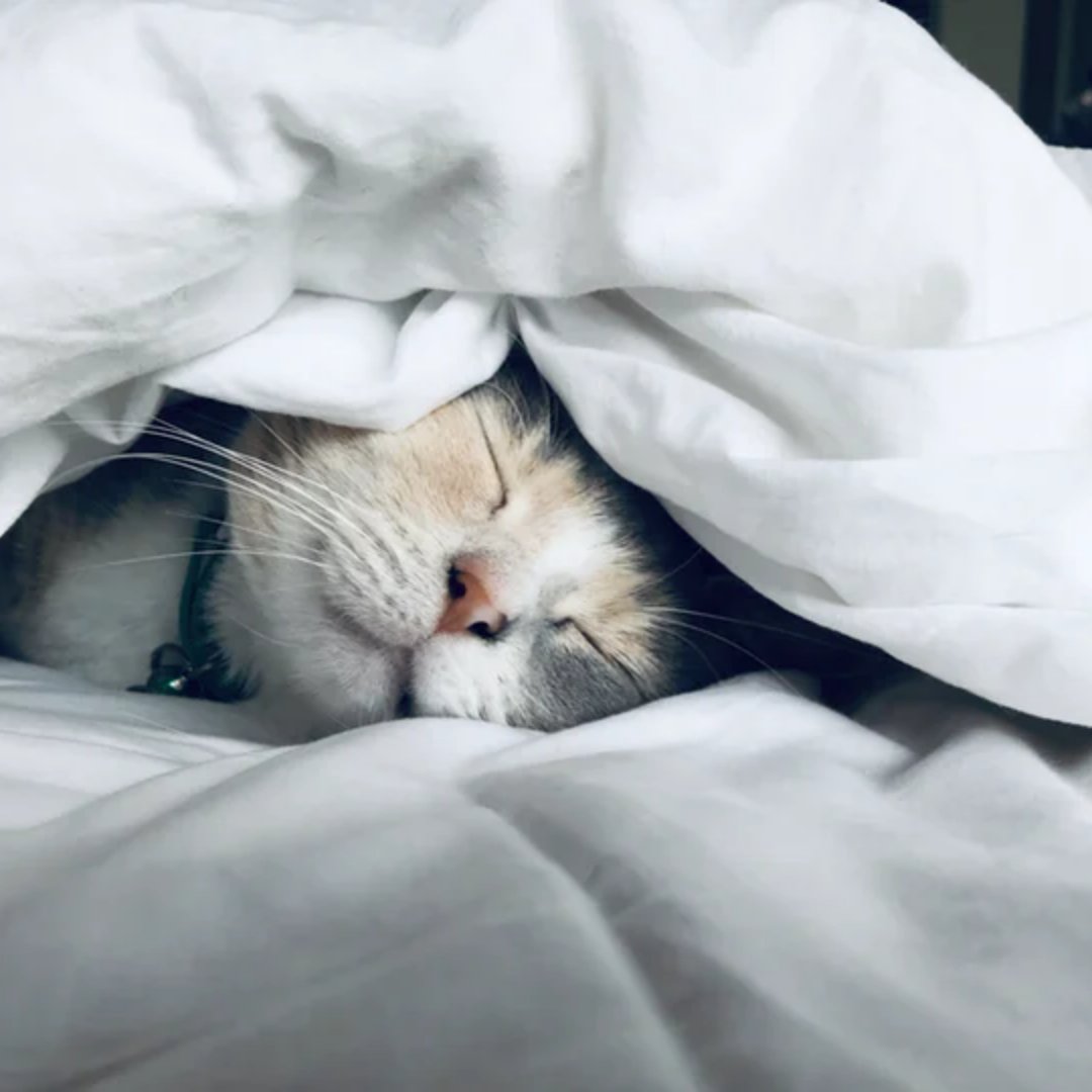 SoleFlops's tweet photo. Wake me up when #Monday is over 😴

#kitty #snuggle #cat #cutecat https://t.co/t8NXIIh03w