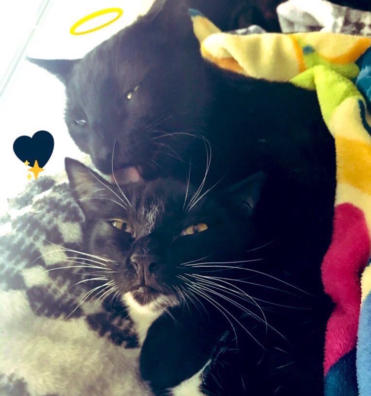 Adopt_Angels's tweet photo. Cuddle time~ 🖤🤍 #blackcats #cute #cats #adoptdontshop #petfinder #catnap https://t.co/raFVyL08nZ