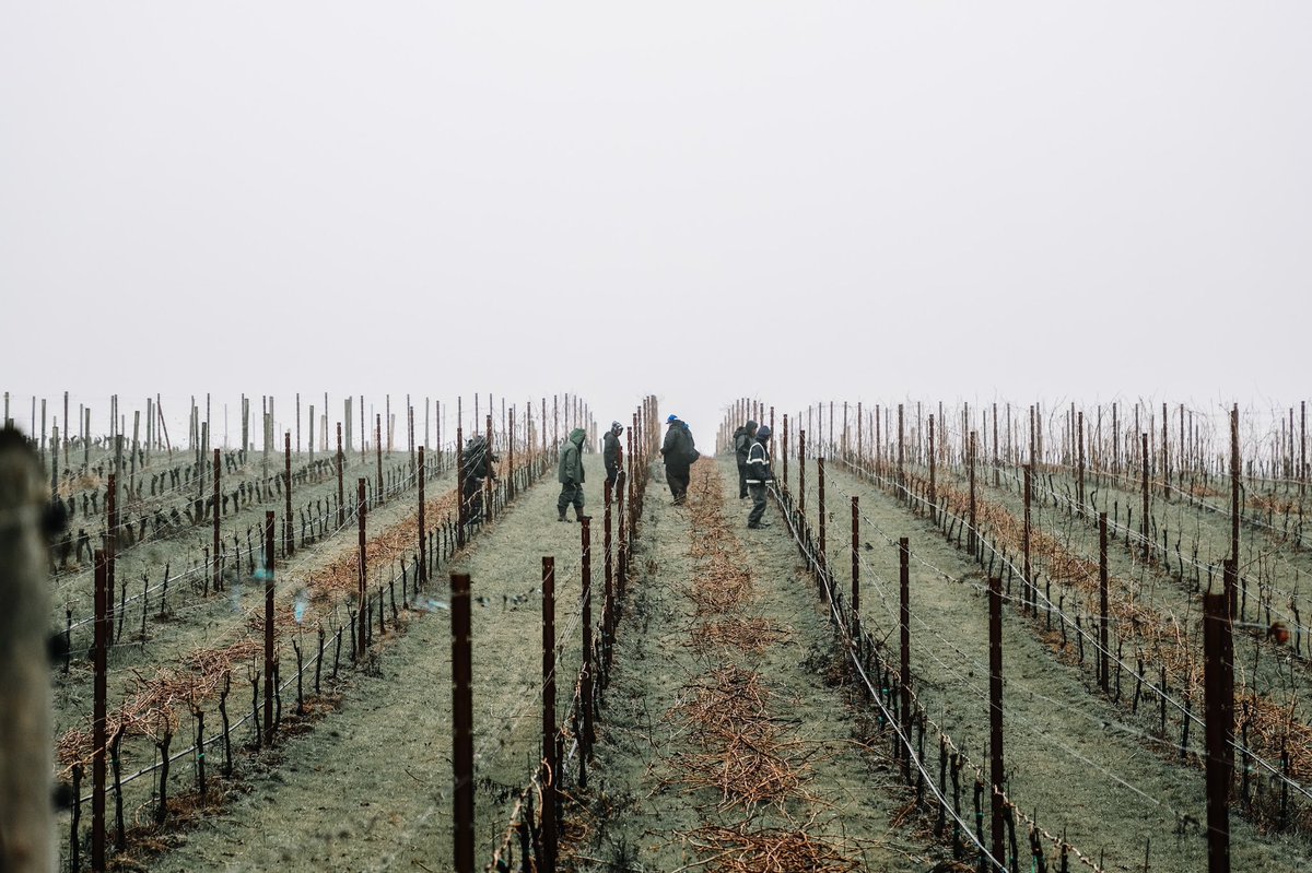 chehalemwines's tweet photo. In the vineyard, we’re setting the stage for the 2020 vintage 🌱🚜👌🏼

#vineyard #wvwines #winter #harvest2020 #oregonwine #pinotnoir #chehalemwines #chehalemmountainsava #ribbonridgeava #winemaking  @ Chehalem Winery https://t.co/ApHMVrmD8a