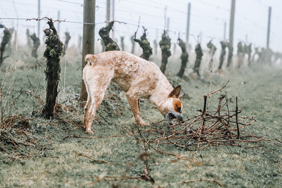 chehalemwines's tweet photo. In the vineyard, we’re setting the stage for the 2020 vintage 🌱🚜👌🏼

#vineyard #wvwines #winter #harvest2020 #oregonwine #pinotnoir #chehalemwines #chehalemmountainsava #ribbonridgeava #winemaking  @ Chehalem Winery https://t.co/ApHMVrmD8a