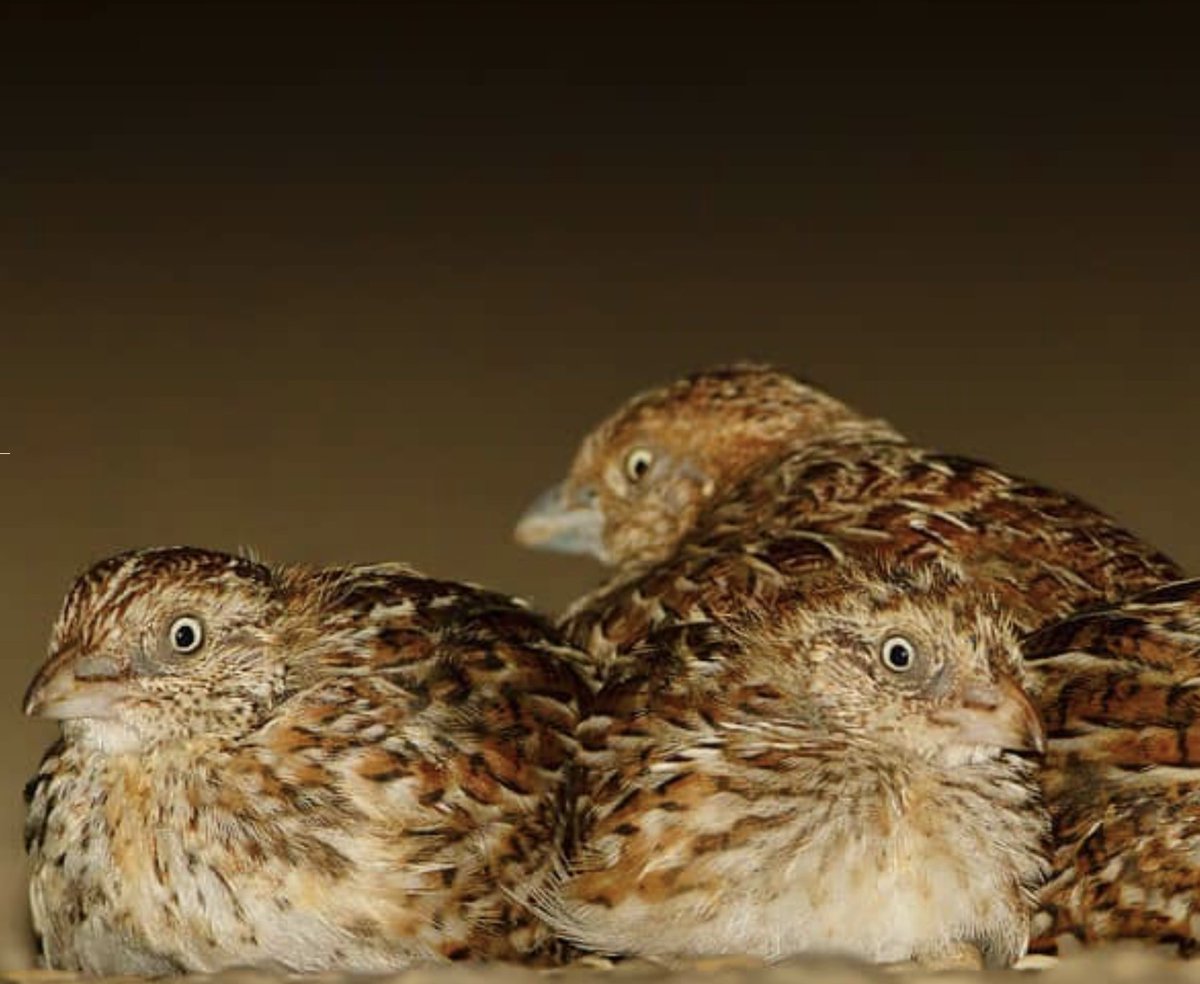 #ISBE2020 travel grant applications have closed. Now the sit and wait begins while the applications are being assessed. Good luck to everyone who submitted an application🤞

Button quail image pattomkinswildlife (Instagram)