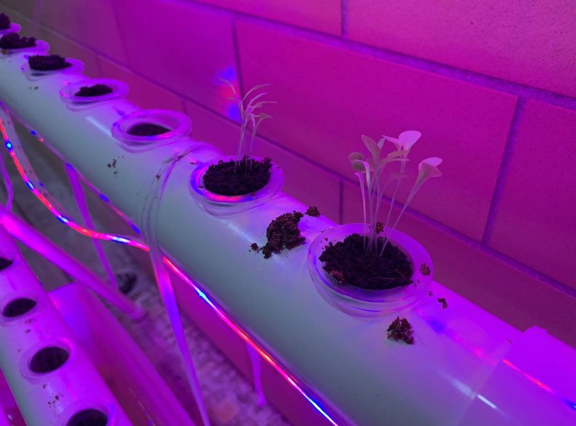 DottkeA's tweet photo. What was once a locker room, now supports life. These are the first sprouts in the lab. I want to thank @CoachMcCarthyWI and @goelzg for making this passion project possible. You guys rock! https://t.co/XHXruU4Kdt