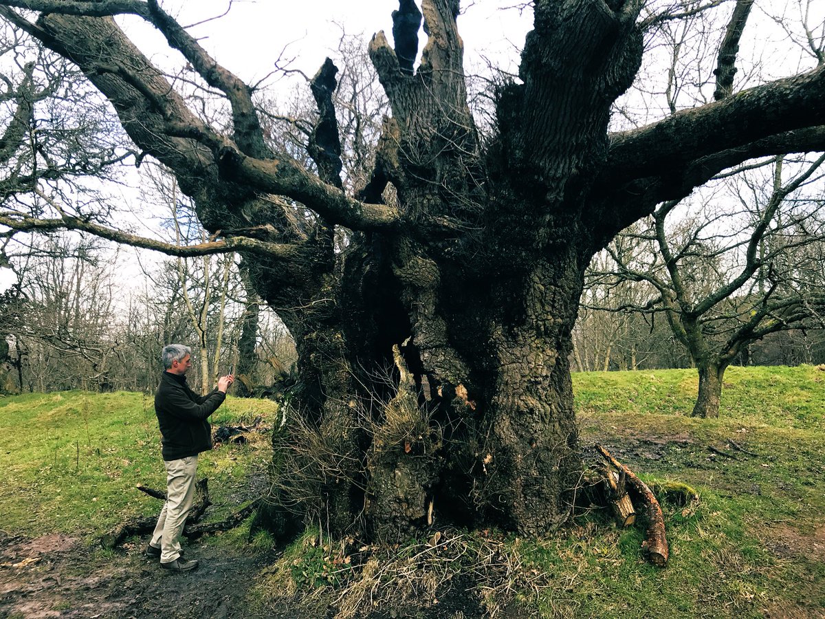 Lovely to meet one of the Cadzow Oaks today. Nearly seven centuries old and witness to significant change in landscape and society. #scotnature #oak #scotland