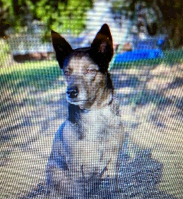 CHSHarborVet's tweet photo. LOST DOG ALERT!! Ellie, a 35 lb Australian cattle dog got lost downtown Charleston! Please reach out if you spot her!! https://t.co/x7PZBHXGDa https://t.co/LrI5rqguC4
