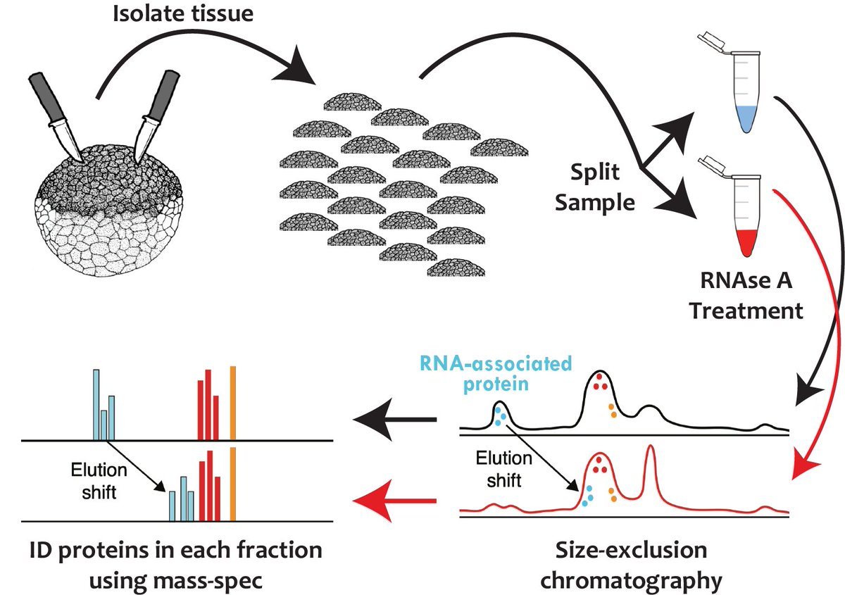 kdrew's tweet photo. Very excited to put our newest preprint on BioRxiv. In it, we explore the RNA-associated proteome of a vertebrate embryonic tissue and identify new components of a membraneless organelle linked to human ciliopathies. https://t.co/BCoQHseyxl https://t.co/DKWHlDAYIX
