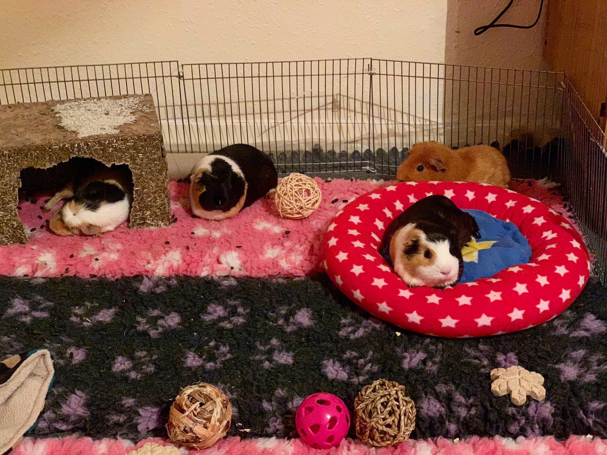 sometimeredhead's tweet photo. Four chilled #Porkettes in the #PorkettePlaypen this evening. #guineapigs #cavies #furbabies #snoozypigs #sleepypigs #sleepyguineapigs #hintofporkettepantaloon #piggypantaloons #guineacroissant https://t.co/yf55phUWf3