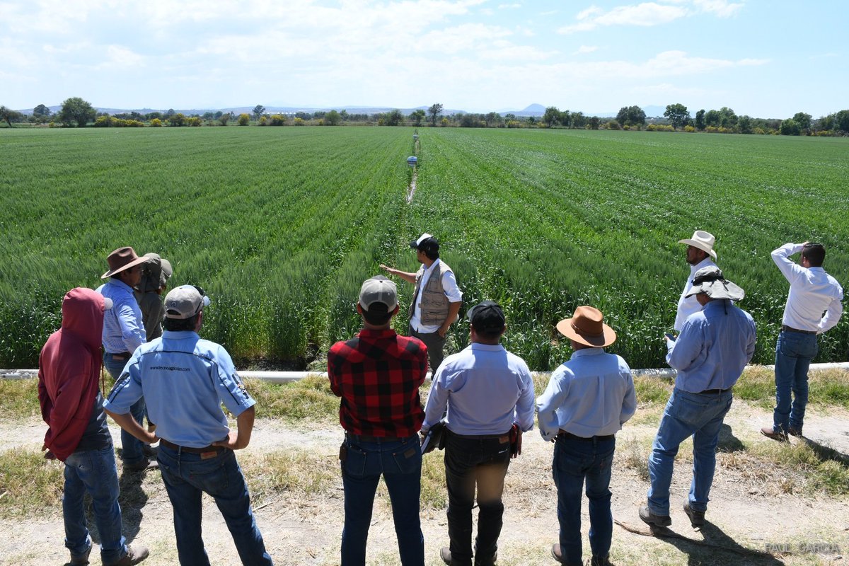 PaulGarciameza's tweet photo. Arrancamos con los recorridos se campo, esta vez en Penjamo y Abasolo. Autoridades municipales, #GrupoBimbo, @inifap, @TecnoAgricolas, #Fertico, #Agrobas.
Objetivo: Mostrar las innovaciones al sistema de producción y encontrar una manera de colaborar.
@SDAyR_GTO @MasAgroGto https://t.co/5tZi9oFFVF