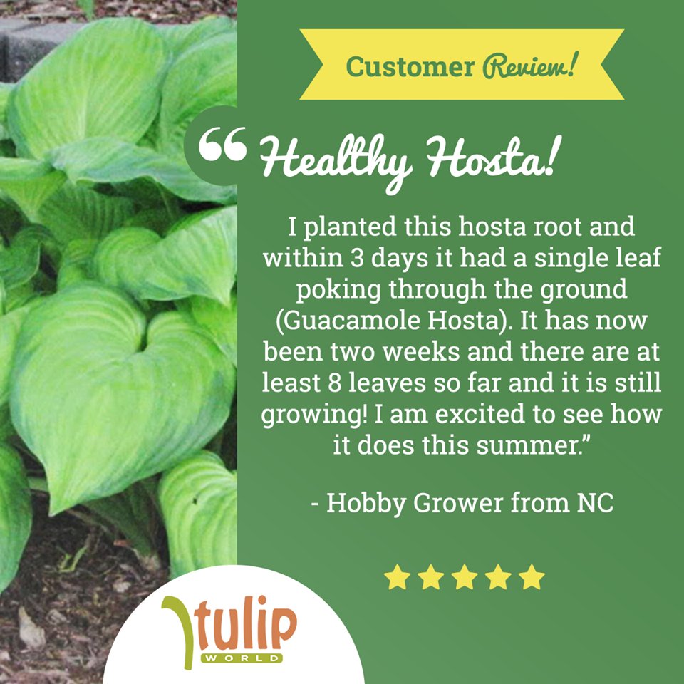 TulipWorld's tweet photo. "Healthy Hosta! 🌱 I planted this hosta root and within 3 days it had a single leaf poking through the ground (Guacamole Hosta). It has now been two weeks and there are at least 8 leaves so far and it is still growing! I am excited to see how it does this summer." 🥰 https://t.co/IPvnOKBf4O
