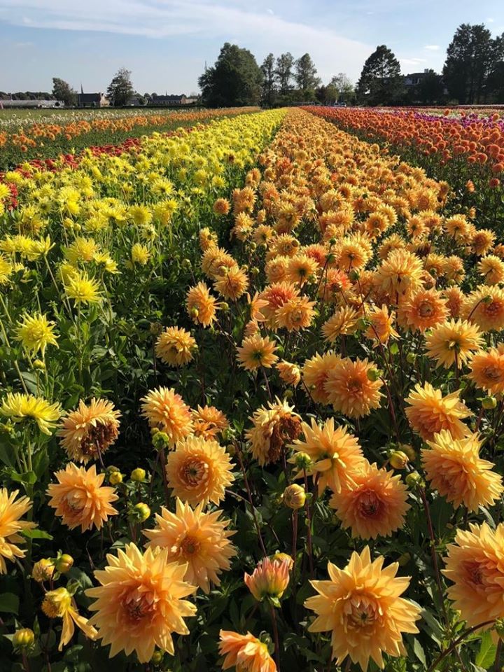 TulipWorld's tweet photo. What... A... View! Can you name these Dahlia varieties? 🌼 #Beautiful 🌱 https://t.co/g9D4KP35mY https://t.co/CtOFDSYuhq
