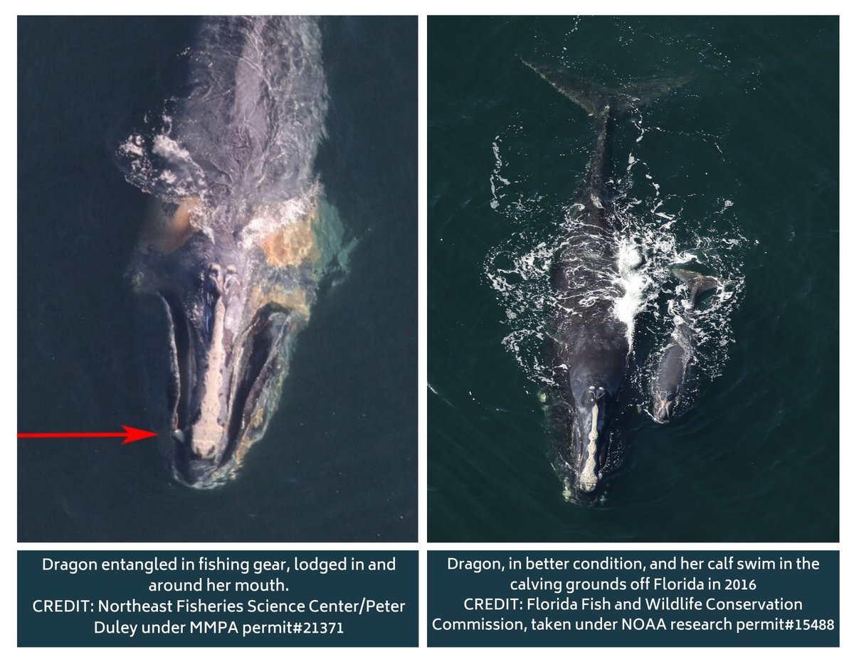 Dragon, a female North Atlantic #RightWhale, has been discovered #entangled off the coast of Nantucket with a buoy lodged in her mouth. Below, the left photo depicts Dragon in her current declining state, while the right photo shows a healthy Dragon and her calf in 2016.