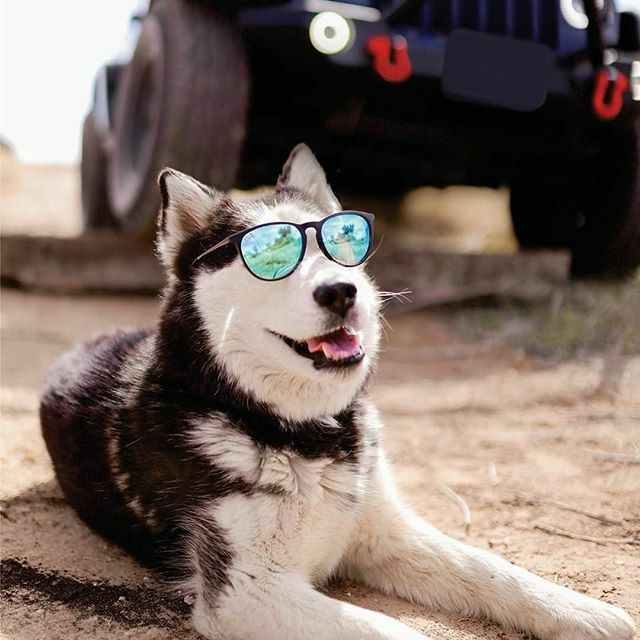 @jeepindogs tweet media
