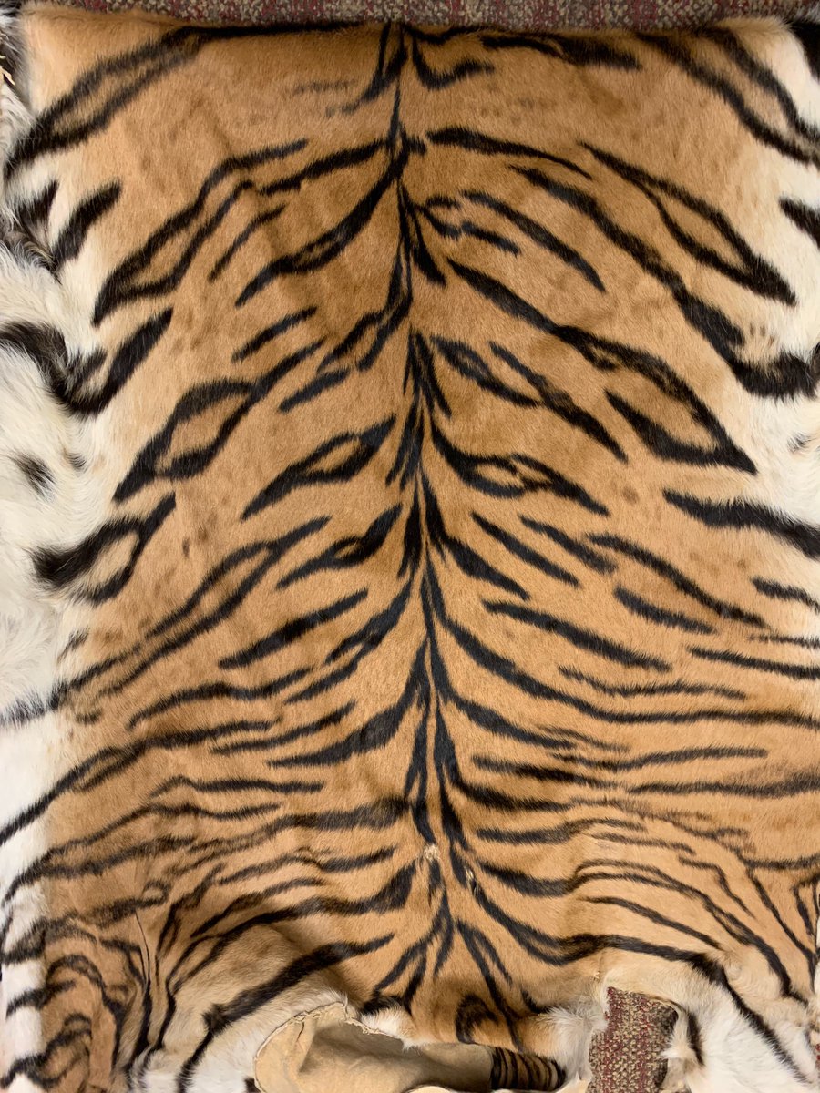 Behind the Science (@sciencemhk) on Twitter photo Here's the answer to last week's #MicroscopicMonday, it's a tiger pelt. 
Did you know that there are less than 4,000 tigers left in the wild and that Malayan tigers can weigh up more than 250 pounds?
For more info about Malayan tigers, come visit Malik and Hakim at <a href="/sunsetzoo/">Sunset Zoo</a>. Here's the answer to last week's #MicroscopicMonday, it's a tiger pelt. 
Did you know that there are less than 4,000 tigers left in the wild and that Malayan tigers can weigh up more than 250 pounds?
For more info about Malayan tigers, come visit Malik and Hakim at <a href="/sunsetzoo/">Sunset Zoo</a>.