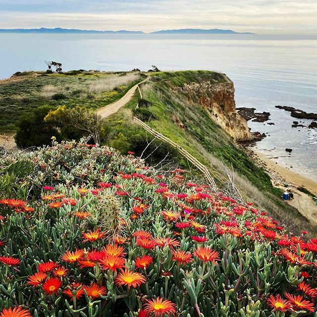 Happy #mpamonday from Abalone Cove State Marine Conservation Area. #nonnativebutpretty #beautifuldayinampa #coastalview #palosverdes #portuguesepoint ift.tt/38fGQNJ