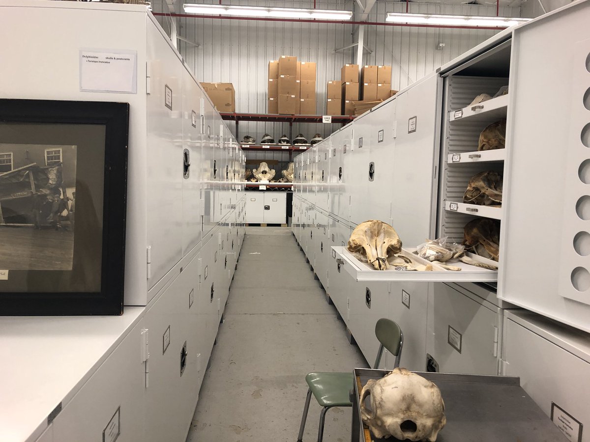 Matt_D_Ramirez's tweet photo. First day at the #Smithsonian #NMNH in the books! Spent all day measuring bottlenose dolphin skulls to aid sample selection for my #NSF_BIO postdoc project. But man did I learn a LOT! #historicecology #foodwebs #climatechange #isotopes https://t.co/7H4bNn9zax