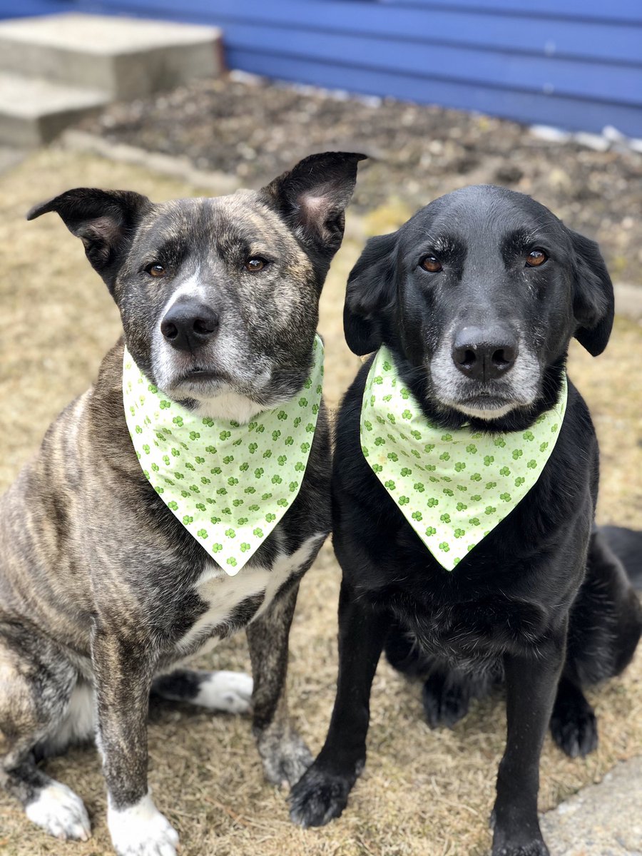 3barksriley_willow_mollie tweet media