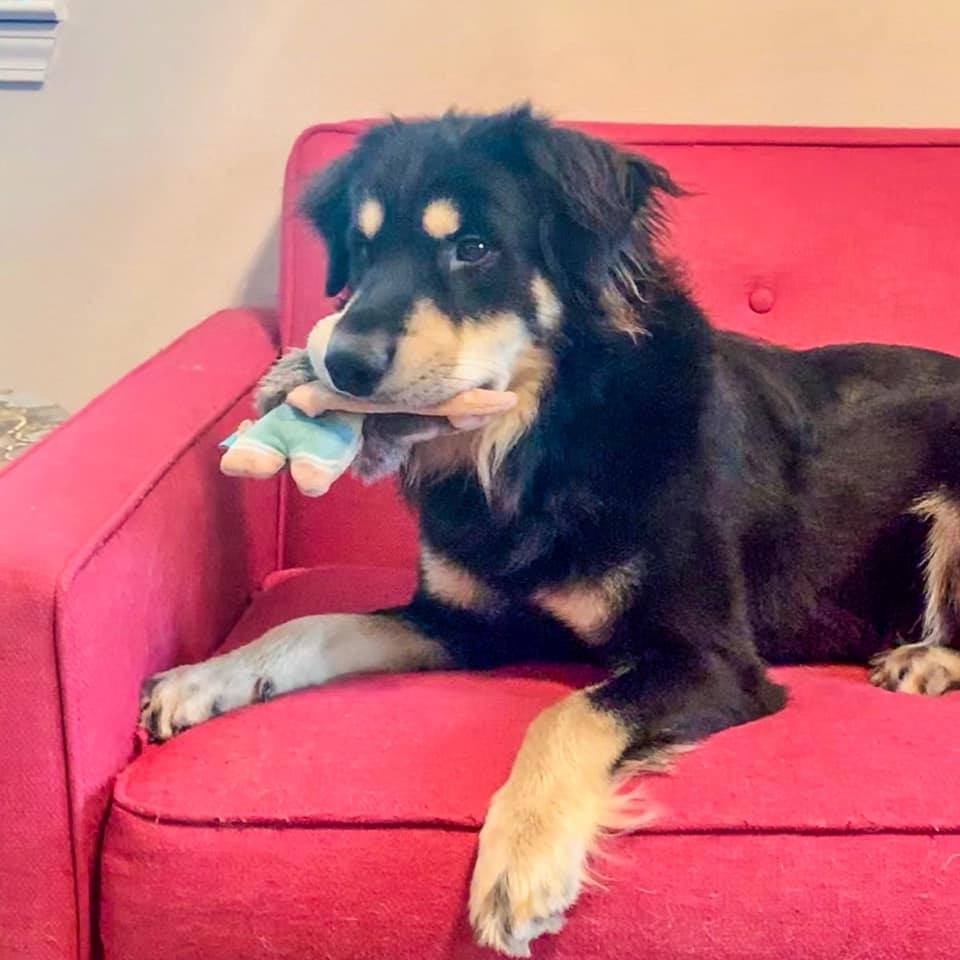 ⁣Our friend Nick (FKA Houdini) is officially available for adoption with our grantee partner <a href="/AJL_Houston/">AnimalJusticeLeague</a>! After months of training, Nick has made great progress in his socialization and he's ready to find his forever home. Check out AJL's website for more info. #ForTheAnimals