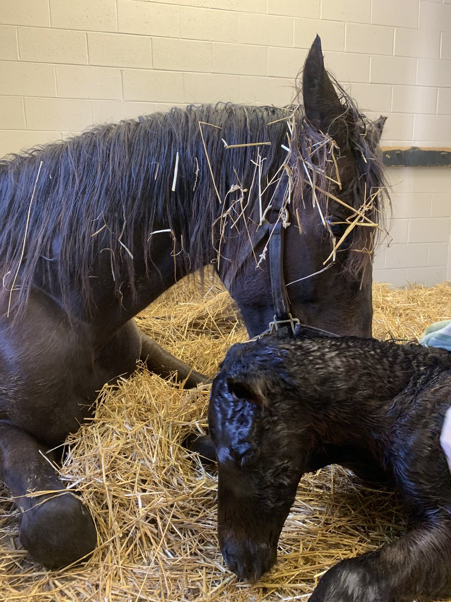 Another daylight foaling is a Mastery colt! @claibornefarm