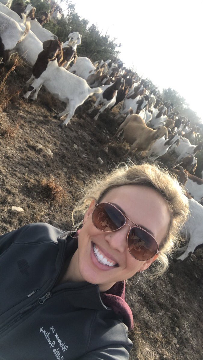 _cassi_jo_'s tweet image. Got to see a new kind of ranching. #southtexas #baaaaaa 🐐