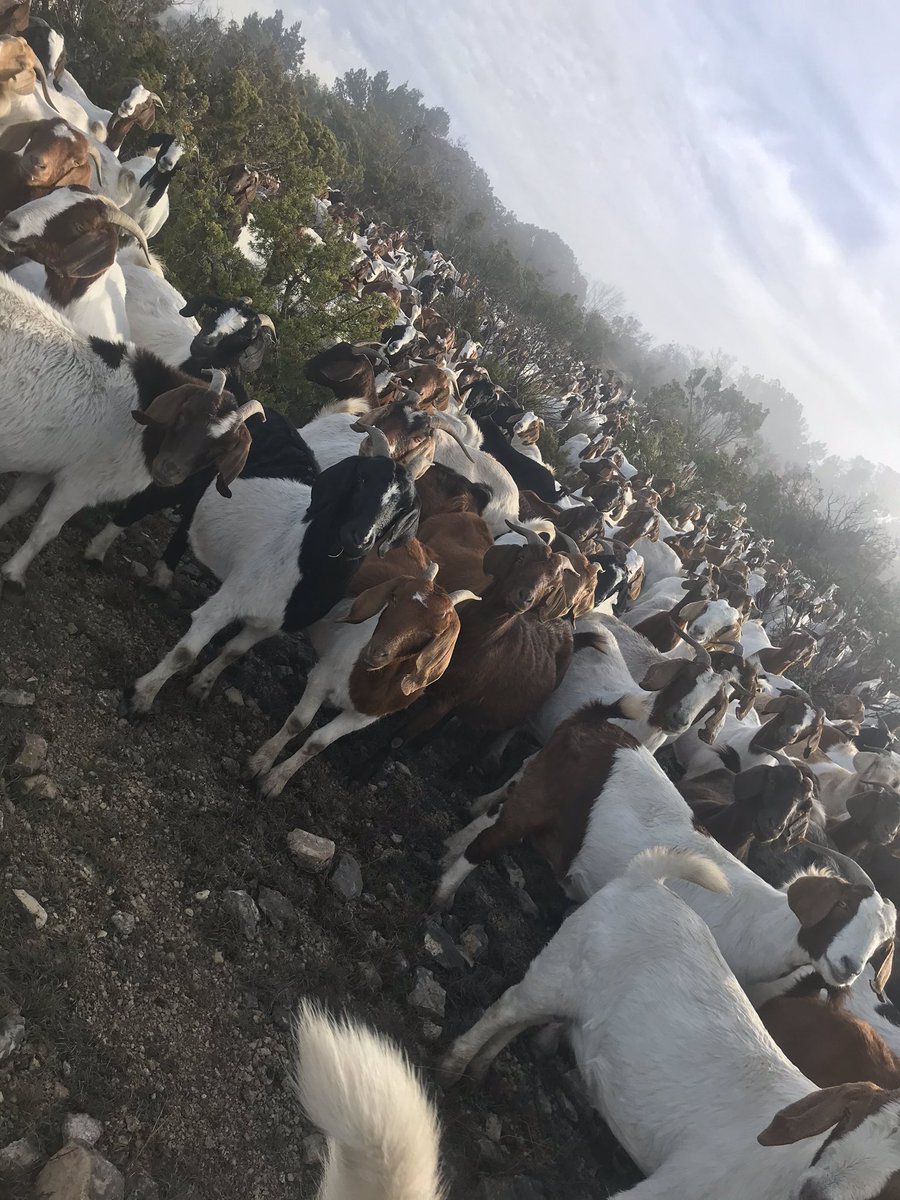 _cassi_jo_'s tweet image. Got to see a new kind of ranching. #southtexas #baaaaaa 🐐