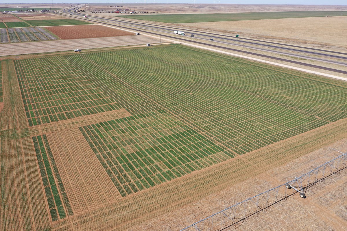 We grew some wheat this last week. No sign of armyworms out there today. Good day for drones and topdressing.