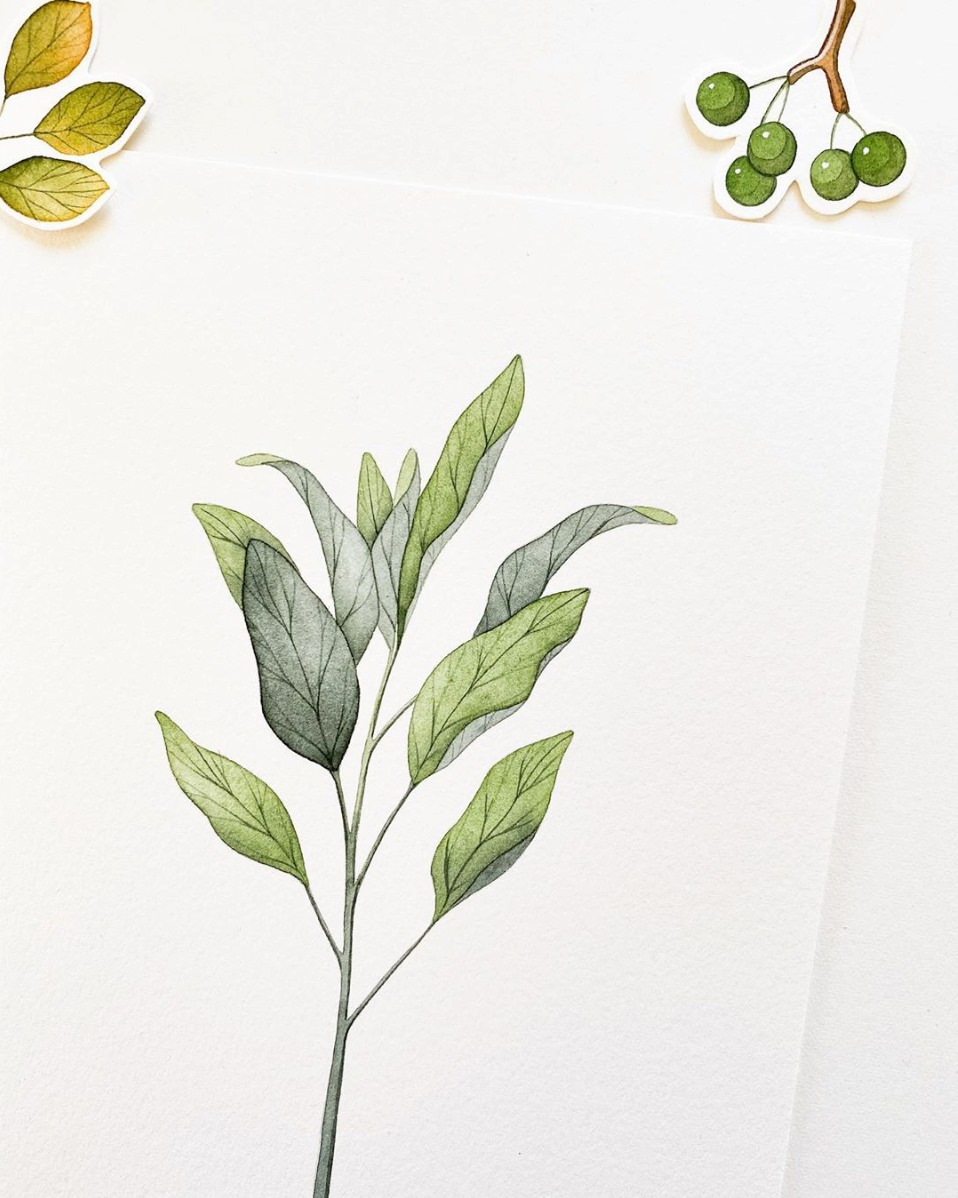 One of our favourite plants on this earth. Happy Monday 🌱
.
.
.
.
.
.
.
.
.
.
<a href="/by_mia_illust/">Mia Lee</a> from instagram #Sage #Plants #MedicineWheel #Canadian #SacredPlants #WhiteSage #MedicineWheelPlants