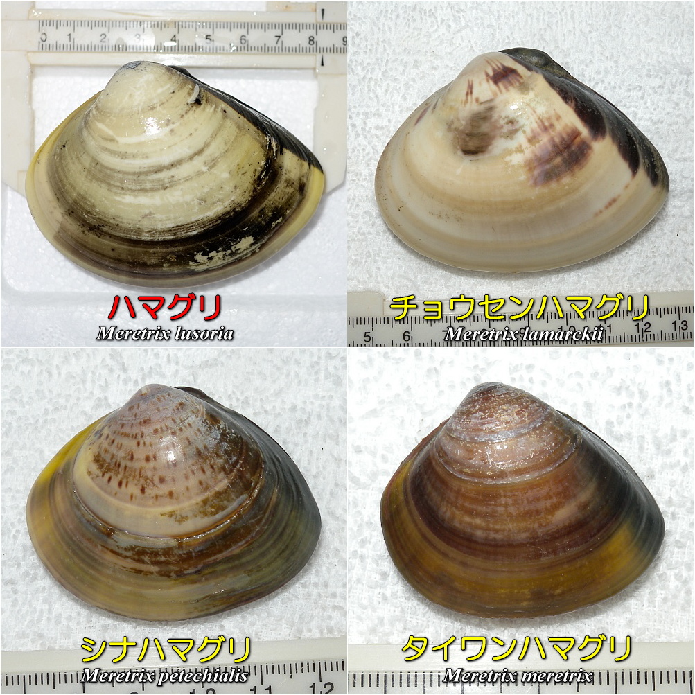 ハマグリ購入ページ 指定日必須】マルヨシ水産 桑名産大粒天然蛤 1.3kg_はまぐり ハマグリ