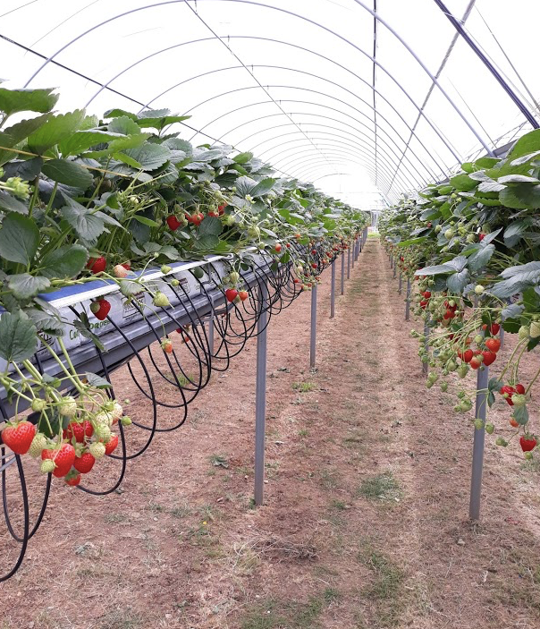 EurofinsAgroUK's tweet photo. We are proud to play our small part in the success of UK Fruit #farming
#strawberries #UKFruit #NutrientAnalysis https://t.co/oIO9YQpZ2e